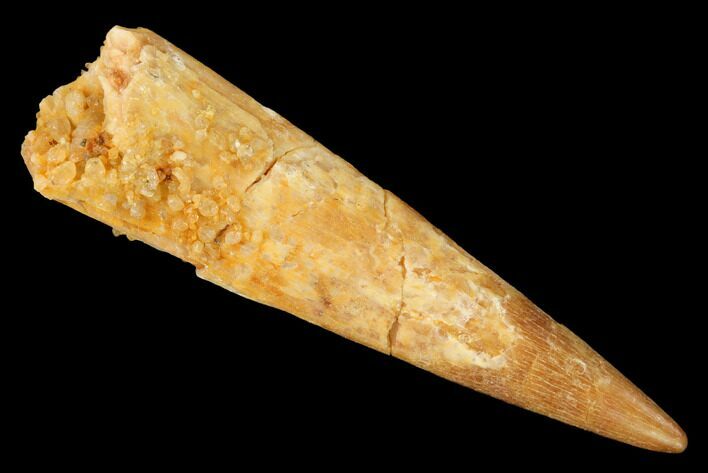 Fossil Pterosaur (Siroccopteryx) Tooth - Morocco #145796